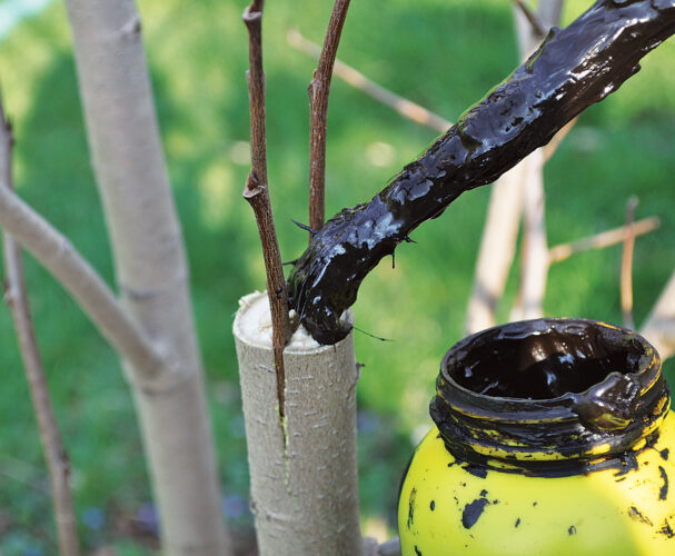 Trees That Grow Multiple Fruits: Why Graft Trees and How – Mother Earth ...